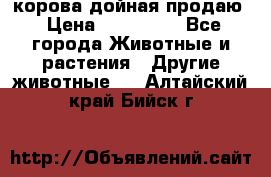 корова дойная продаю › Цена ­ 100 000 - Все города Животные и растения » Другие животные   . Алтайский край,Бийск г.